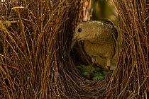 Great Bowerbird (Chlamydera nuchalis) male in his bower. The center of the bower avenue is decorated with green fruits. James Cook University. Townsville, Queensland, Australia, August 2008