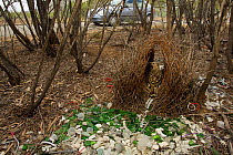 Great Bowerbird (Chlamydera nuchalis) male at his bower decorated with green glass, white plastic, grey plastic, and other decorations. A vehicle passes on the road which is very close to this bower....