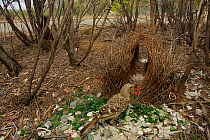 Great Bowerbird (Chlamydera nuchalis) male at his bower decorated with green glass, white plastic, grey plastic, and other decorations. This bower is very close to a road. James Cook University Campus...