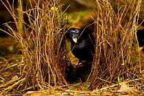 Satin Bowerbird (Ptilonorhynchus violaceus minor) male adds a stick to his bower in the rainforest of the Atherton Tablelands. This bower is decorated with all natural objects. Queensland, Australia,...