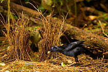 Satin Bowerbird (Ptilonorhynchus violaceus minor) male displays to a female who has entered his bower. This bower is decorated with all natural objects. Rainforest of the Atherton Tablelands, Queensl...