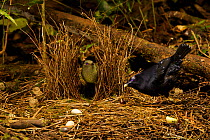 Satin Bowerbird (Ptilonorhynchus violaceus minor) male displays to a female who has entered his bower. This bower is decorated with all natural objects. Rainforest of the Atherton Tablelands, Queensl...
