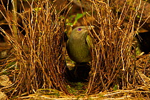 Satin Bowerbird (Ptilonorhynchus violaceus minor) young male in female plumage inspecting the bower of an adult male. This bower is decorated with all natural objects. Rainforest of the Atherton Table...