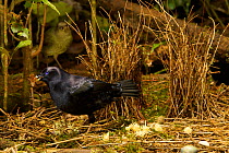Satin Bowerbird (Ptilonorhynchus violaceus minor) male displaying to a female standing just behind his bower. He holds a cicada case in his bill. This bower is decorated with all natural objects. Rain...