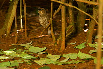 Tooth-billed Bowerbird (Scenopoeetes dentirostris) male calling at his court. The display court of this bowerbird species is a cleared area of the forest floor with a collection of upside-down leaves....