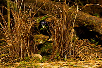 Satin Bowerbird (Ptilonorhynchus violaceus minor) male adds moss to line the avenue of his bower. This bower is decorated with all natural objects. Rainforest of the Atherton Tablelands, Queensland, A...