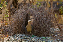 Great Bowerbird (Chlamydera nuchalis) male at his bower. Located far from civilisation in the dry forest west of the village of Irvinebank. Decorations are mostly stones with a few snail shells, green...