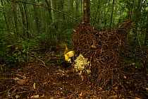 Newton's Golden Bowerbird (Prionodura newtoniana) male at his bower, a large stick structure decorated with lichens and flowers. Rainforest of the Paluma Range National Park, Queensland, Australia, Se...