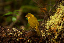 Newton's Golden Bowerbird (Prionodura newtoniana) male at his bower, a large stick structure decorated with lichens and flowers. Rain forest of the Paluma Range National Park, Queensland, Australia, S...