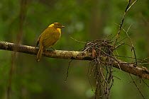 Newton's Golden Bowerbird (Prionodura newtoniana) male perched on a branch near his bower. A small pile of sticks on the branch is part of his bower decoration. Rainforest of the Paluma Range National...