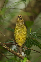 Green Catbird (Ailuroedus crassirostris maculosus) calling. Rainforest of the Paluma Range National Park, Queensland, Australia, Sept 2008