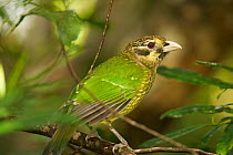 Green Catbird (Ailuroedus crassirostris maculosus) Rain forest of the Paluma Range National Park, Queensland, Australia.