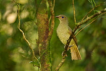 Satin Bowerbird (Ptilonorhynchus violaceus minor) adult female. Rainforest of the Paluma Range National Park, Queensland, Australia, Sept 2008
