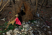 Great Bowerbird (Chlamydera nuchalis) male displaying to a female in his bower while holding a piece of pink cloth. This male has decorated his bower with green glass, white plastic, grey plastic, and...