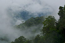Montane rainforest with mist and clouds in the Arfak Mountains, home of the Vogelkop Bowerbird. West Papua, Indonesia, Nov 2008