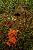 Bower of a Vogelkop Bowerbird (Amblyornis inornata) with bright decorations including drink cans. West Papua, Indonesia, Nov 2008