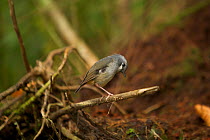 Vogelkop Ashy Robin (Heteromyias albispecularis). Subspecies endemic to Vogelkop Mountains. West Papua, Indonesia, Dec 2008