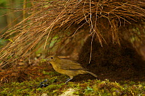Male Vogelkop Bowerbird (Amblyornis inornata) at a new bower which he is constructing. West Papua, Indonesia, Dec 2008