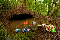 Bower of Vogelkop Bowerbird (Amblyornis inornata) decorated with various types of trash and some flowers. West Papua, Indonesia, Dec 2008