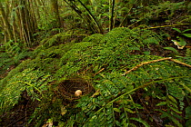 Nest and egg of a Vogelkop Ashy Robin (Heteromyias albispecularis). Endemic subspecies to the Arfak Mountains. West Papua, Indonesia, Dec 2008