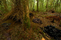 Bower of the Vogelkop Bowerbird (Amblyornis inornata) decorated with piles of acorns, black fungi, and orange fungi. A crude smaller bower is visible to the right of the main one, which is possibly a...