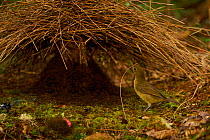 Vogelkop Bowerbird (Amblyornis inornata) male adding a new stick to the bower he is constructing. West Papua, Indonesia, Dec 2008
