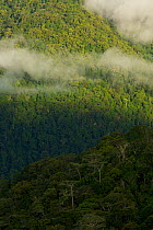 Montane rainforest of the Arfak Mountains, New Guinea. Habitat of the Vogelkop Bowerbird. West Papua, Indonesia, Dec 2008