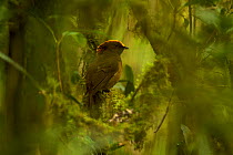 Male Yellow-fronted Bowerbird perched near his bower. Papua, Indonesia, June 2007