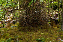 Male Yellow-fronted Bowerbird (Amblyornis flavifrons) displaying at his bower to a female visible on the other side of the bower.  Papua, Indonesia, June 2007