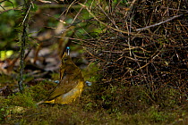 Male Yellow-fronted Bowerbird (Amblyornis flavifrons) displaying at his bower to a female out of sight on the other side of the bower. Papua, Indonesia, June 2007