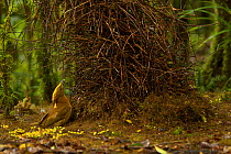 Golden-fronted Bowerbird (Amblyornis flavifrons) male at his bower, holding a blue berry and displaying. Papua, Indonesia, June 2007