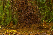 Golden-fronted Bowerbird (Amblyornis flavifrons) male at his bower, displaying to another male who is behaving like a female by keeping on the opposite side of the bower. Papua, Indonesia, June 2007