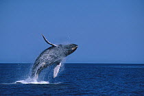 Humpback whale (Megaptera novaeangliae) breaching, Gulf of California, Sea of Cortez, Baja California, Mexico, April