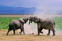 African elephants (Loxodonta africana) two males fighting, East Africa