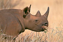 Subadult male Black rhinoceros (Diceros bicornis), feeding on browse, Critically Endangered species, Lewa Wildlife Conservancy, Kenya, September
