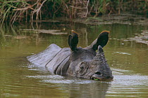 Adult male Indian rhinoceros (Rhinoceros unicornis) cooling in water, western sub-population, Endangered, Royal Chitwan National Park, Terai Arc, Nepal, March