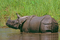 Adult male Indian rhinoceros (Rhinoceros unicornis) cooling in water, western sub-population, Endangered, Royal Chitwan National Park, Terai Arc, Nepal, March