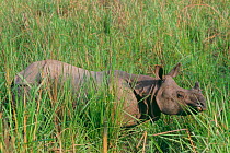 Adult Indian rhinoceros (Rhinoceros unicornis) in long grass, western sub-population, Endangered, Royal Chitwan National Park, Terai Arc, Nepal, March