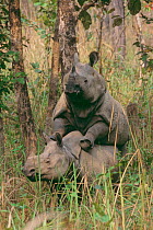 Indian rhinoceros (Rhinoceros unicornis) pair mating, western sub-population, Endangered, Royal Chitwan National Park, Terai Arc, Nepal, March.