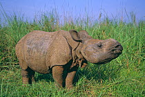 Indian rhinoceros (Rhinoceros unicornis) male calf, about 18months, western sub-population, Endangered, Royal Chitwan National Park, Terai Arc, Nepal, March.