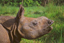 Indian rhinoceros (Rhinoceros unicornis) male calf grazing, about 18months, western sub-population, Endangered, Royal Chitwan National Park, Terai Arc, Nepal, March.