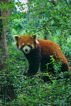 Wild adult red panda (Ailurus fulgens) amongst vegetation, Min Shan Mountains, Sichuan Province, China, September, Vulnerable species