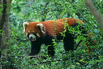 Wild adult red panda (Ailurus fulgens) amongst vegetation, Min Shan Mountains, Sichuan Province, China, September, Vulnerable species