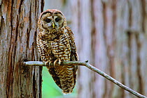 Adult California spotted owl (Strix occidentalis occidentalis) perched in an ancient incense cedar tree within an old-growth section of the Tahoe National Forest, California, USA.