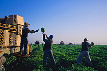 Workers harvesting and packing watermelons in the early morning, Imperial Valley, California, USA