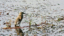 Indian Pond Heron (Ardeola grayii) in wetlands, nr Karachi, Pakistan, March