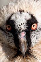 Bearded vulture  (Gypaetos barbatus) Captive
