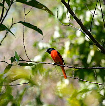 Long-tailed minivet (Pericrocotus ethologus) male perched, Nepal, March