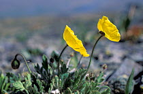 Alpine poppy (Papaver alpinus cf. altaicus) in flower, S Altai Region (plateau Ukok at the border between Russia and China, 4000m) Russia, June
