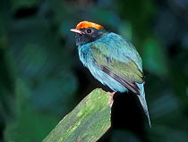 Blue manakin (Chiroxiphia caudata) male, captive, from South America